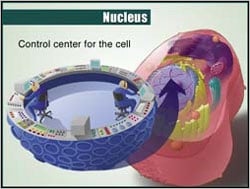 ccnucleus3