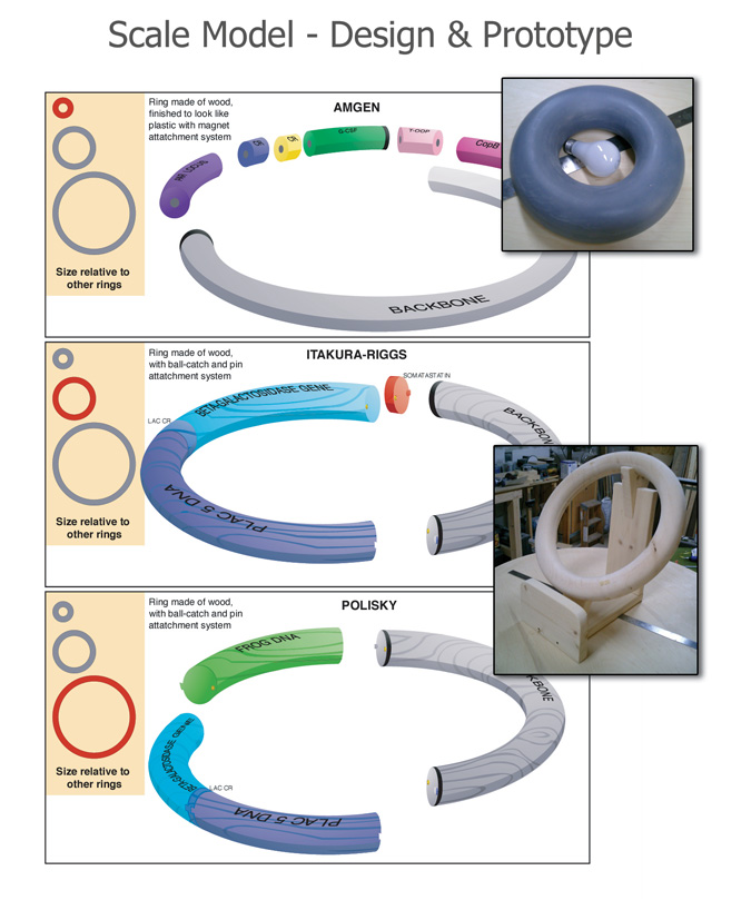 blood plasmid scale model